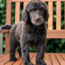 Garrick - Brindle male Poodle puppy in Spring Hill, Florida from Lecanto Puppy