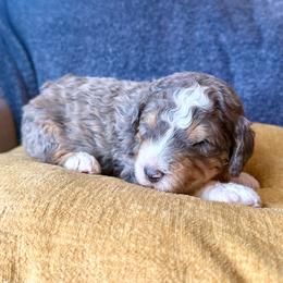 Galaxy - Blue merle male Bernedoodle puppy in Springville, Utah from Oodles of Bernedoodles