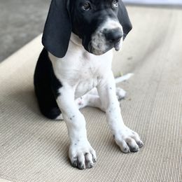 Great Dane Puppies from Blackmon Family Danes