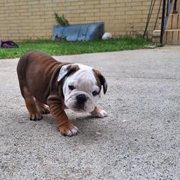 Baby boy - Fawn and white male Bulldog puppy in Hebron, North Dakota from Gina's Bulldogs