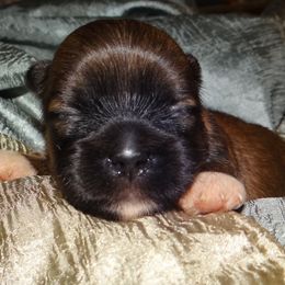 AKC Prima Donna - Lhasa Apso puppy from GyanGanj Lhasa Apso