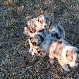 Australian Shepherd Puppies from AJD Aussies