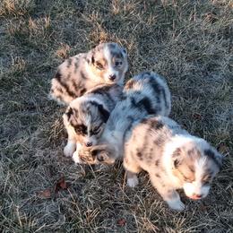 Australian Shepherd Puppies from AJD Aussies