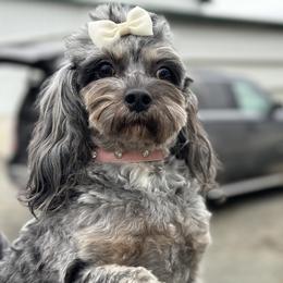 Silvertip - Cavapoo