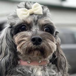 Silvertip - Cavapoo