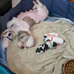 Shichon puppies from Oodles of Doodles