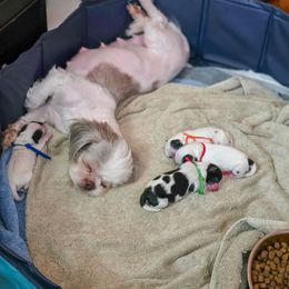 Shichon puppies from Oodles of Doodles