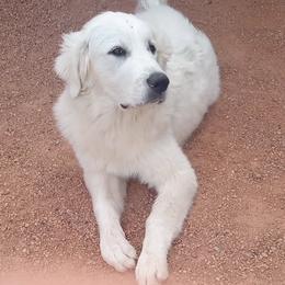 Great Pyrenees Puppies from Outlaw Acres Farm & Kennels