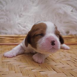 Cavalier King Charles Spaniel Puppies from Phoenix Cavaliers King Charles Spaniels