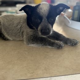 Pink - Blue mottled female Australian Cattle Dog puppy in Marana, Arizona from Cactus Heelers Arizona