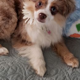 Daisy - Toy Australian Shepherd