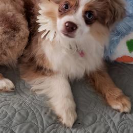 Daisy - Toy Australian Shepherd