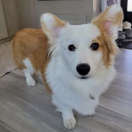 American Corgi, Cardigan Welsh Corgi, and Pembroke Welsh Corgi Puppies from Chloe's Colorful Corgis