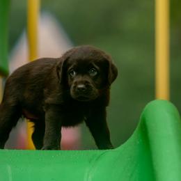 Doberman Pinscher and Labrador Retriever Puppies from GFDutton Retrievers & Dalla Grazia Dobermans