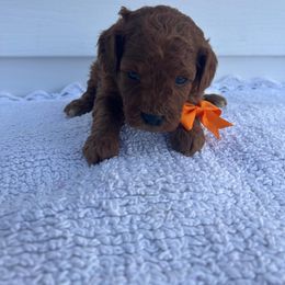 Boy 3 - male Poodle puppy in Mint Hill, North Carolina from DoodleForever