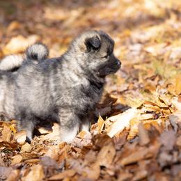 Pomsky Puppies from New World Pomskies