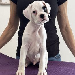 “Tank” Stunning White Boxer Puppy Male with beautiful brindle patch over one eye - White male Boxer puppy in Ocala, Florida from La Mer Boxers