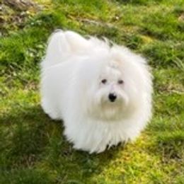 Jett - Coton de Tulear