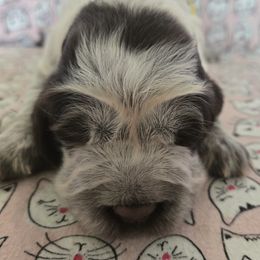 Lemon Drop - Liver white and roan female English Springer Spaniel puppy in Brodhead, Wisconsin from Pinwheel Acres