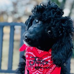 Hildegard - Poodle puppy from Funny Farm Poodles & Doodles