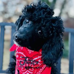 Hildegard - Poodle puppy from Funny Farm Poodles & Doodles
