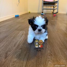 Chevy - Tricolor male Shih Tzu puppy in Walkertown, North Carolina from Lil’ Bit’s Shih Tzu