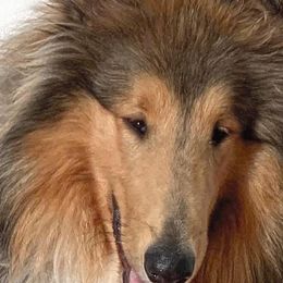 Sheldon - Collie