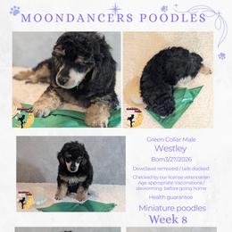 Green Collar Male Miniature Poodle Westley - Phantom male Poodle puppy in Lillian, Alabama from Moondancers Poodles