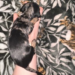 Dachshund Puppies from Garland Weens