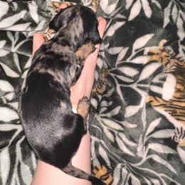 Dachshund Puppies from Garland Weens