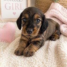 Girl 1 - Chocolate female Dachshund puppy in Vermilion, Ohio from Dueck Dachshunds