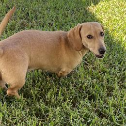 Brinley - Dachshund