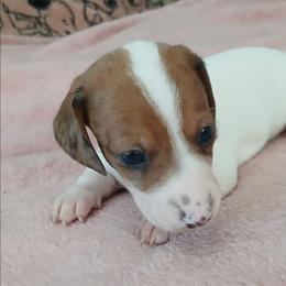 Qd Pi - Piebald female Dachshund puppy in Cedar Rapids, Iowa from Paulassillydogs