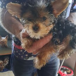 Alaine - Black and tan female Yorkshire Terrier puppy in Jacksonville, Arkansas from Royal Yorkie Terrier