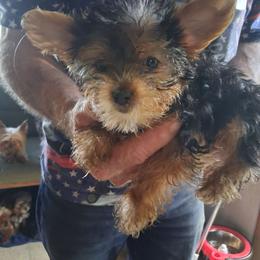 Alaine - Black and tan female Yorkshire Terrier puppy in Jacksonville, Arkansas from Royal Yorkie Terrier