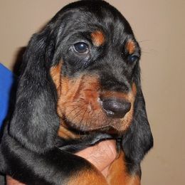 Black and Tan Coonhounds and French Bulldogs from Kalan Kennel