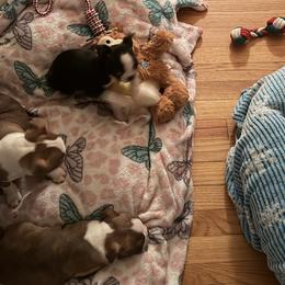 Boston Terriers from Mad Bossies