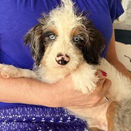 Mars - Merle male Cavapoo puppy in Mc Kinney, Texas from Safari Doodles