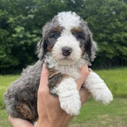 Bernedoodle and Cockapoo Puppies from Waggle Doodles