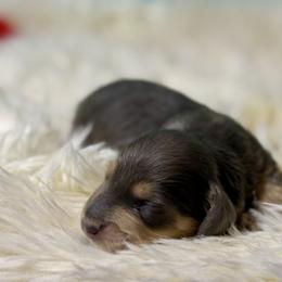 AKC Limited Boy 1 - Blue and cream male Dachshund puppy in Bartlesville, Oklahoma from OkieDokieDox