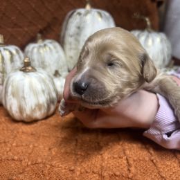 Girl 4 - female Goldendoodle puppy in Alton, Missouri from Roberts Farm Doodles