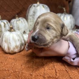 Girl 4 - female Goldendoodle puppy in Alton, Missouri from Roberts Farm Doodles