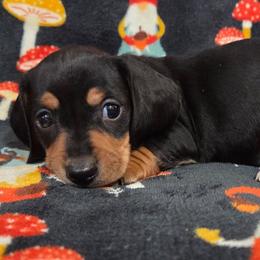 Henry 2k plus fee CKC - Black and tan male Dachshund puppy in Cowen, West Virginia from Bennett Babies