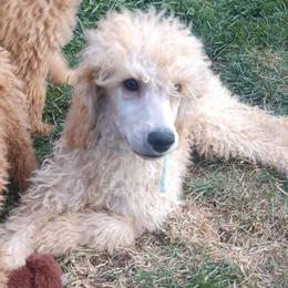 Blue Collar Boy - Cream male Poodle puppy in Westminster, Massachusetts from APAW Poodles