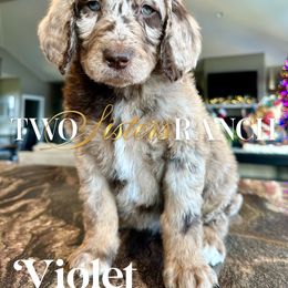 Violet - female Newfypoo puppy in Jackson, Missouri from Two Sisters Ranch, LLC