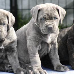 Cane Corso Puppies from Coastal View Kennels