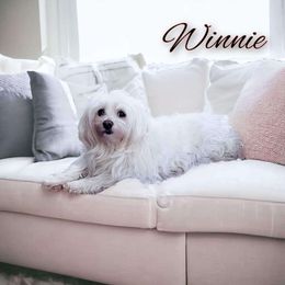 Winnie - Maltese