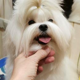 Malty - Maltese