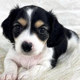 Black and White Pie - Piebald male Dachshund puppy in Mineral Wells, Texas from Chilidog Dachshunds