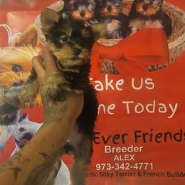 Star - Black and tan female Silky Terrier puppy in New Jersey from Fur-Ever Friends